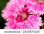 macro view of the interior core of blooming flower