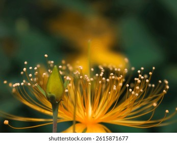 macro view of the interior core of blooming flower
