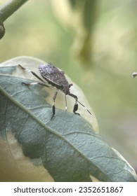 Macro view of an isolated insect or bug in its natural habitat in the wild