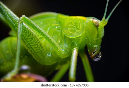 Macro view of a katydid insect on a plant, with a bubble of liquid on its mouth. This nocturnal insect is commonly known as long-horned grasshopper or bush cricket. Scientific family is Tettigoniidae. - Powered by Shutterstock