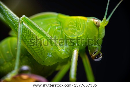 Macro view of a katydid insect on a plant, with a bubble of liquid on its mouth. This nocturnal insect is commonly known as long-horned grasshopper or bush cricket. Scientific family is Tettigoniidae.