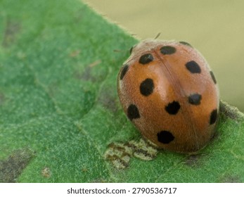 Macro view of ladybug perched on a green leaf, showcasing its bright red shell and distinctive black spots.