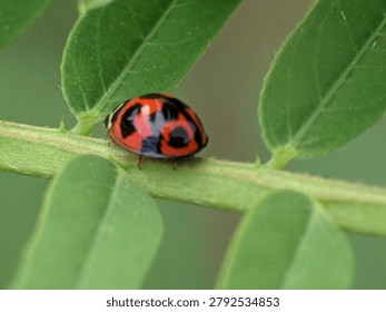 Macro view of a ladybug perched on a green leaf, showcasing its bright coloration and distinctive spotted shell