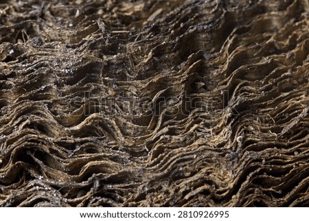 MACRO VIEW OF THE LAYERS ON THE FRILL OF A MUREX SHELL