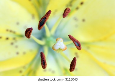 macro view of lily