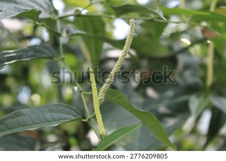 Macro view of long pepper, Piper longum showing elongated spike-like fruits. Ancient Indian spice related to black pepper, used dried in cuisine for its complex aroma with sweet and spicy notes.