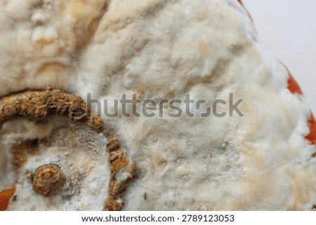 Macro view of mold growing on pumpkin surface showing food spoilage