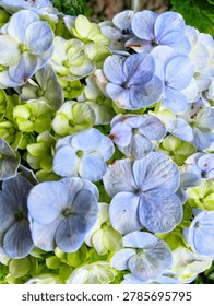 Macro view of a multi-colored hydrangea panicle with purple, lavender, pale yellow, and green florets