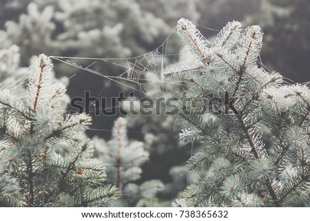 Macro view of needles of pine branches with a ramshackle background. Spider's web on a branch.