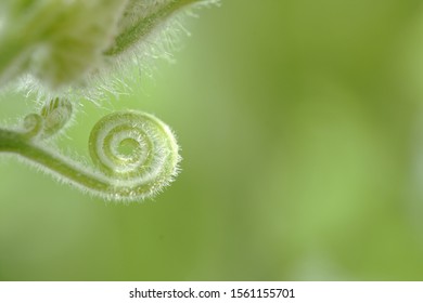 Macro view of okra plant tendril, spiral shape of plant stem in nature