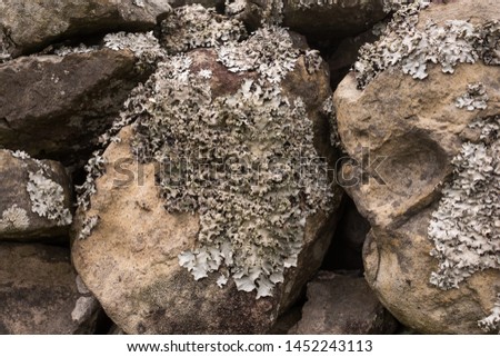 Macro view on a structure of a lichen, growing on a stones in a forest, creating an abstract texture. Sao Miguel, Azores Islands, Portugal.