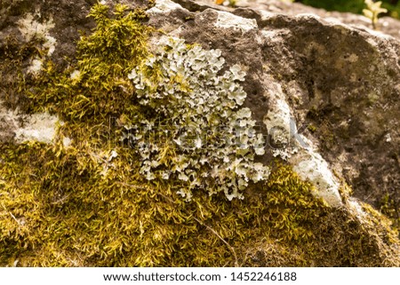 Macro view on a structure of a lichen, growing on a stones in a forest, creating an abstract texture. Sao Miguel, Azores Islands, Portugal.