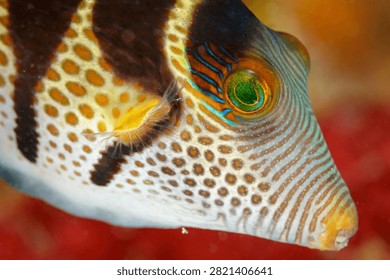 Macro view of ornate patterns on head of Saddled toby fish, Canthigaster valenti