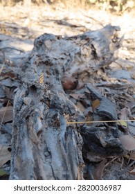 A macro view of pale tree bark reveals uneven, scaly patches.