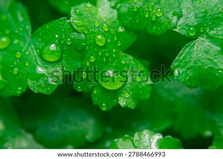 Macro view of pegagan leaf (Centella asiatica) with rain droplets during peaceful morning, revealing stunning tropical plant texture.