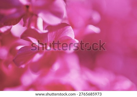 Macro view of phlox paniculata showcasing delicate petals in bright pink tones. Soft, blurred background enhances floral details in natural light