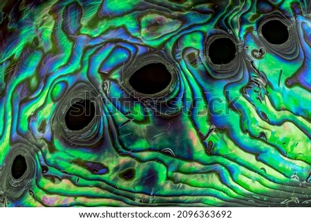 Macro view of polished iridescent shell of a New Zealand paua shell (Haliotis iris) showing respiratory holes in the selenizone. The shell is popular in making jewelry.