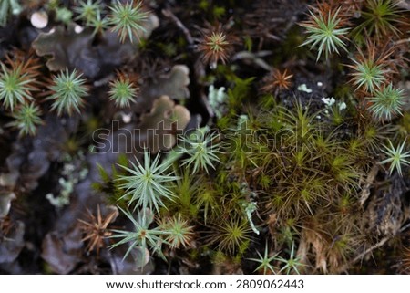 Macro view of polytrichum commune star moss and lichen on damp forest ground in spring with polytrichum