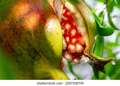 Macro view of a pomegranate surrounded by green leaves - Shutterstock ID 2207100759