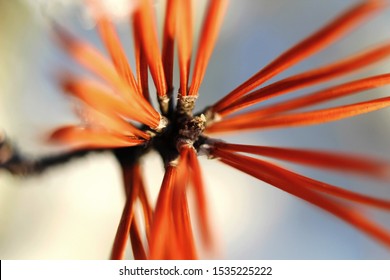 Macro view of red orange pine needle on white defocused background