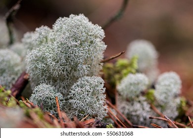 A macro view of Reindeer lichen (Cladonia), suitable for backgrounds.
