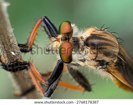 Macro view of robber fly perched on plant, predatory insect with strong body and sharp proboscis.