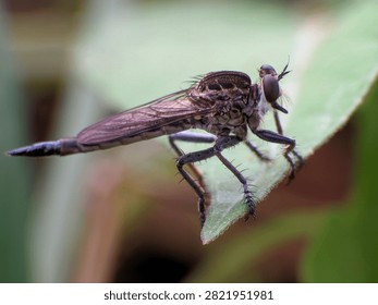 Macro view of a robber fly sitting motionless on a leaf. Members of the family Asilidae are highly skilled aerial predators that capture other insects in flight.



composition highlights the beauty of this beneficial predatory insect.

Description 10

A predatory robber fly perched on green vegetation in a tropical habitat. Its exceptional vision and speed make it an effective hunter of flying insects.