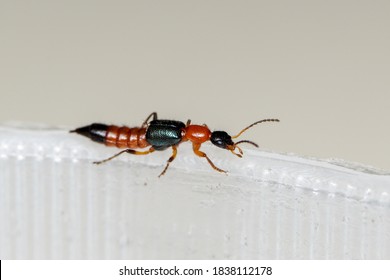 Macro view of a rove beetle or commonly known as Tomcat, extreme close up photo of a Paederus insect.