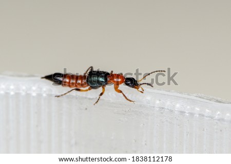Macro view of a rove beetle or commonly known as Tomcat, extreme close up photo of a Paederus insect.