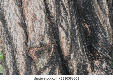 Macro view of rugged tree bark texture showing deep grooves and patterns