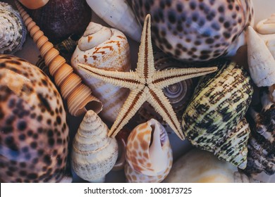 Macro view of seashells and starfish, many different seashells as texture and background for designers. 