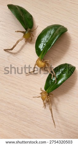 Macro view of several sprouting corms of Alocasia showing early propagation stages. Each small corm has developed fresh green leaves and visible roots, demonstrating successful vegetative reproduction of a tropical houseplant. The sprouts are arranged on a light wooden surface, clearly illustrating the anatomy of young plant growth. This image represents plant propagation techniques widely used by collectors and indoor gardeners cultivating exotic aroid plants.