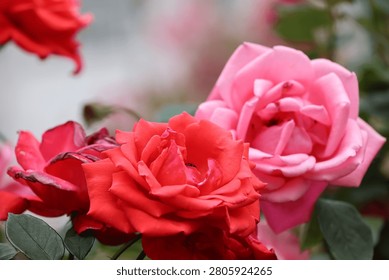 Macro view shows insects visiting vibrant roses in garden scene March 21 2026