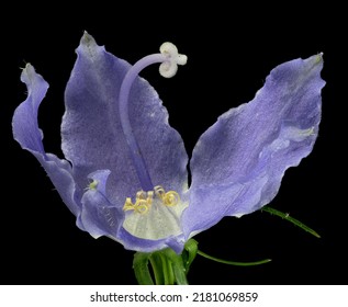 Macro View Of Single Flower Of Tall Bellflower (Campanula Americana), A Plant Native To The Eastern Half Of The U.S. And Canada.