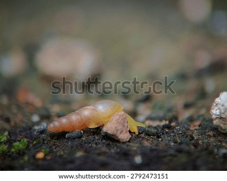 Macro close‑up view of a small pale translucent land snail moving slowly across rough moss‑covered ground. Nature concept
