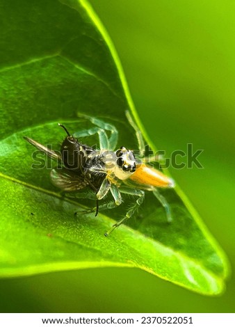 Macro view of a small tiny spider on a green leaf in it's own natural habitat