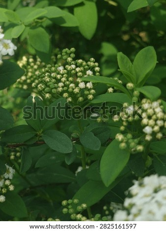 Macro view of small unopened flower buds on a green spirea bush