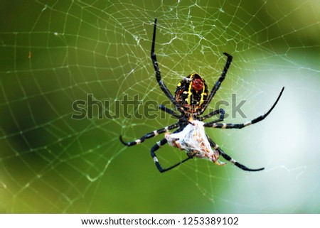 Macro view of spider. Close-up of colorful Tiger Spider hunting their victim by wrapped it into spider web silk.