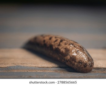 Macro view of a spotted leopard slug crawling across a weathered wooden surface at Garden of the Gods in Shawnee National Forest Illinois
