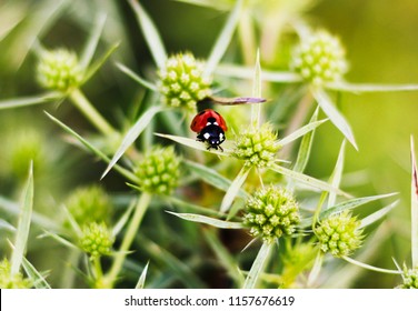 Macro View Straight Of A Red Ladybug On The Elytron, In A Green Inflorescence. Ladybug On Green Leaf Background.