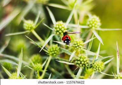 Macro View Straight Of A Red Ladybug On The Elytron, In A Green Inflorescence. Ladybug On Green Leaf Background.