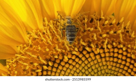 Macro view of sunflower plant with honeybee collecting nectar in blooming field. Insects gathering pollen. Pollination, nature, floral background, landscape plantation. Agriculture, harvest concept. - Powered by Shutterstock