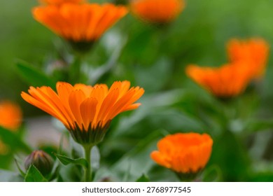 A macro view of three bright orange calendula flowers Calendula officinalis growing together in a cluster. The multiple blooms create rich, abundant composition with overlapping petals in various shades of orange from deep tangerine to warm apricot. 