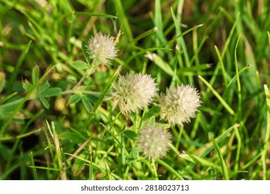 Macro view of three fluffy white seed heads on slender green stems among surrounding grass blades, bright sunlight creating warm highlights and soft shadows, delicate feathery texture and serene