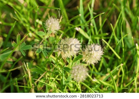 Macro view of three fluffy white seed heads on slender green stems among surrounding grass blades, bright sunlight creating warm highlights and soft shadows, delicate feathery texture and serene