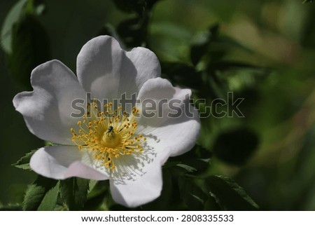 Macro view of a tiny beetle on blooming wild dog rose flower