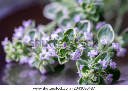 Macro view of tiny blooming flowers on stems of variegated lemon thyme (thymus citriodorus) herb on defocused background