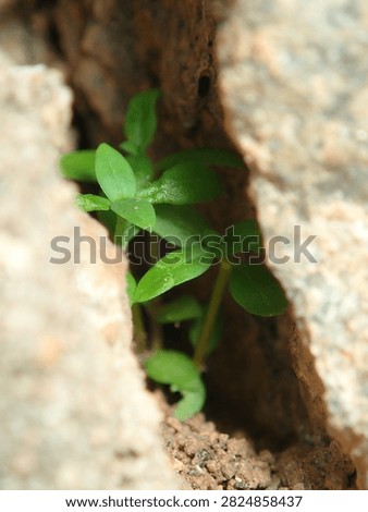 Macro view of a tiny green seedling (Plantae) growing inside a narrow rock crack.