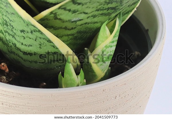 Macro view of tiny\
snake plant pups growing