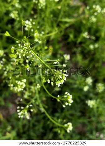 Macro view of tiny white wildflowers on thin green stems growing outdoors in natural meadow environment. Soft background blur highlights delicate botanical structure and spring growth.